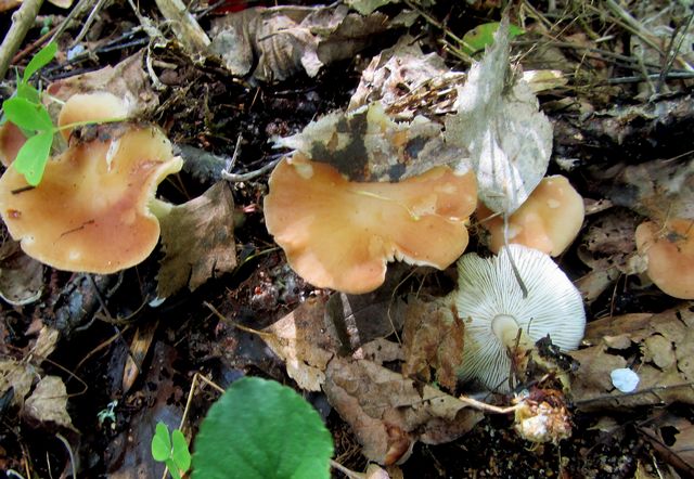Gymnopus hariolorum  Vinön 25.5 13.jpg