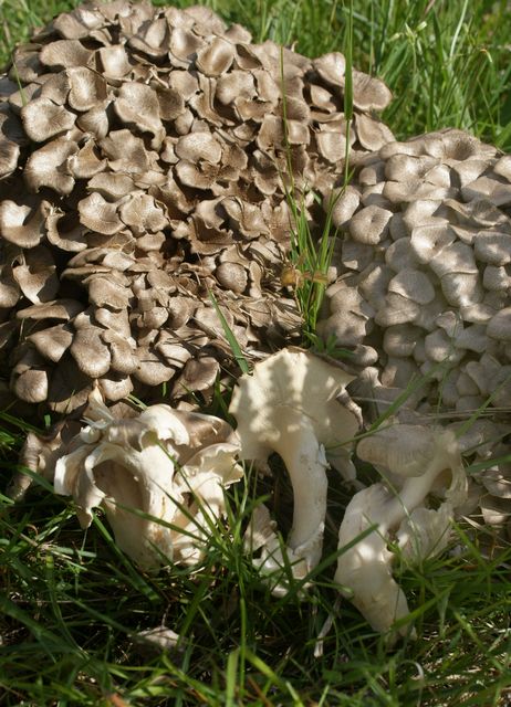 Polyporus umbellatus 2.jpg