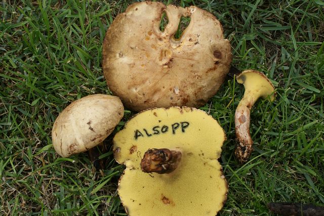 Gyrodon lividus Alsopp 5 ..jpg
