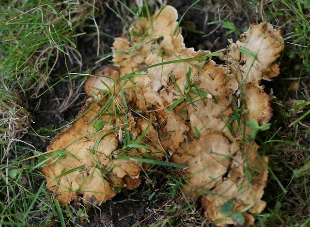Coltricia confluens Parkskinnticka 2 .jpg