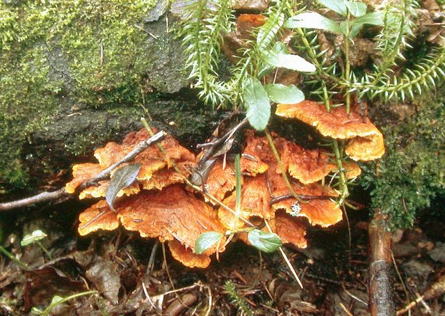 Pycnoporellus fulgens Brandticka 9 .jpg