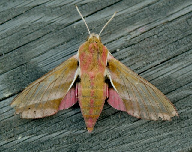 Deilephila elpenor,  allmän snabelsvärmare.jpg