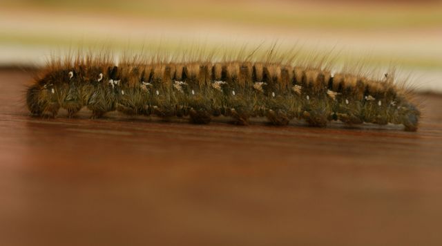 Ekspinnare 5 Lasiocampa quercus.jpg