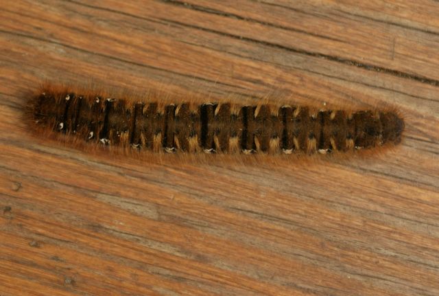 Ekspinnare  4 Lasiocampa quercus.jpg