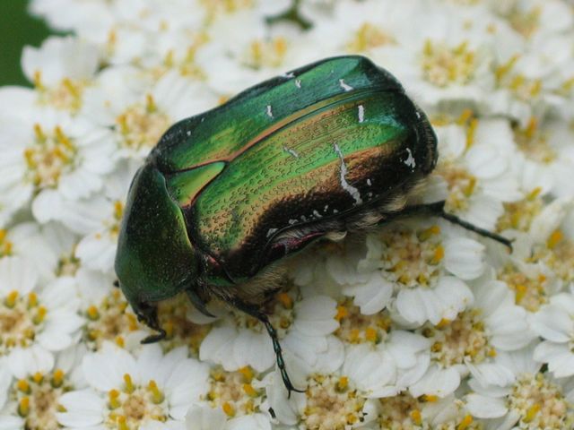 Cetonia aurata. Guldbagge2.jpg