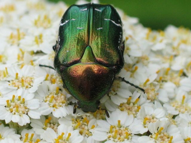 Cetonia aurata. Guldbagge3.jpg