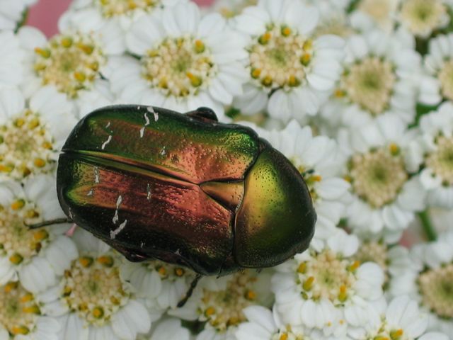 Cetonia aurata. Guldbagge4.jpg
