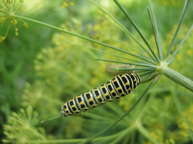 Papilio machaon MaconfjÃ¤ril 2.jpg