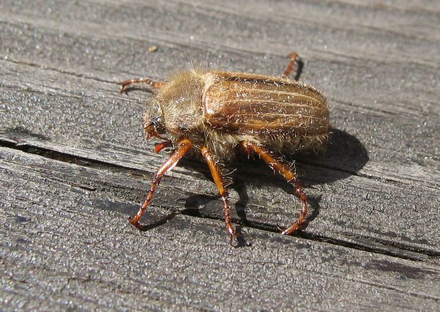 Pingborre Amphimallon solstialis 2.jpg