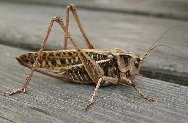 Stor vÃ¥rtbitare, Decticus verrucivorus3.jpg