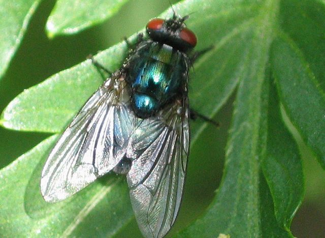 Fluga.jpg