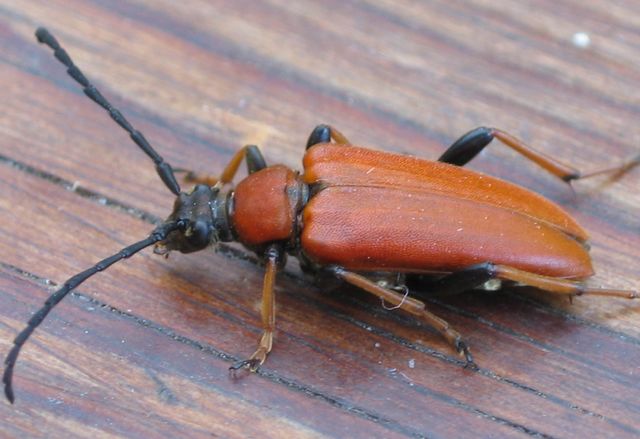 Kardinalbagge Pyrochroa coccinia .jpg