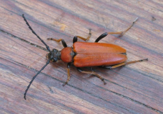 Kardinalbagge Pyrochroa coccinia 2.jpg