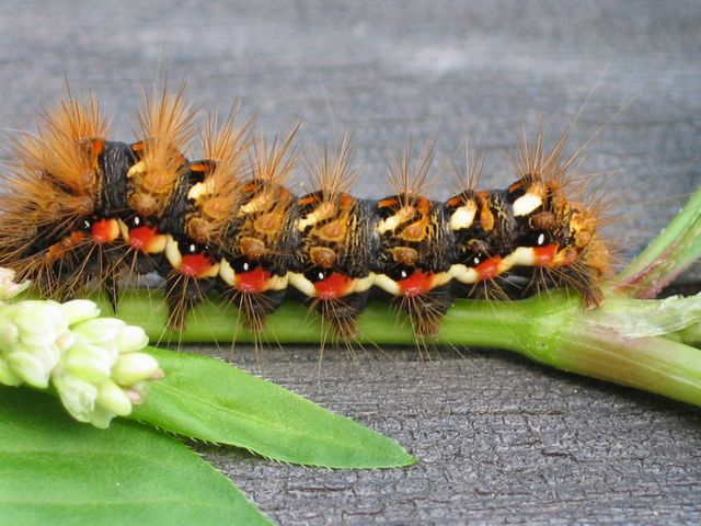 Acronicta rumicis  Syraaftonfly3.jpg