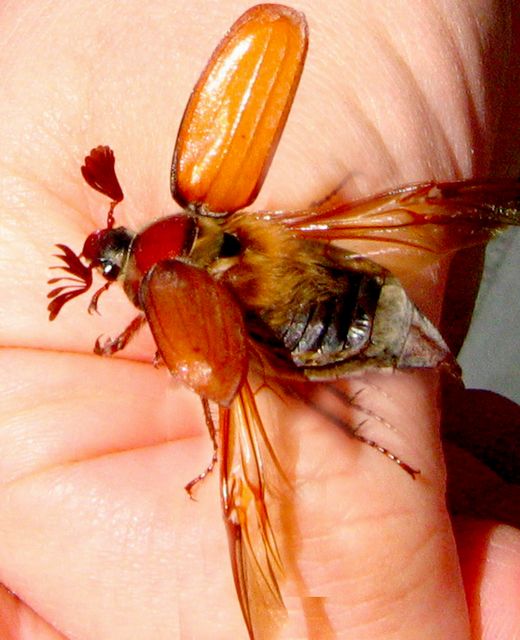 Ollonborre    Melolontha  melolontha.jpg