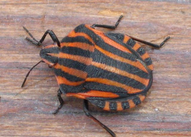 Randigt stinkfly, Strimlus Graphosoma lineatum  3   .jpg