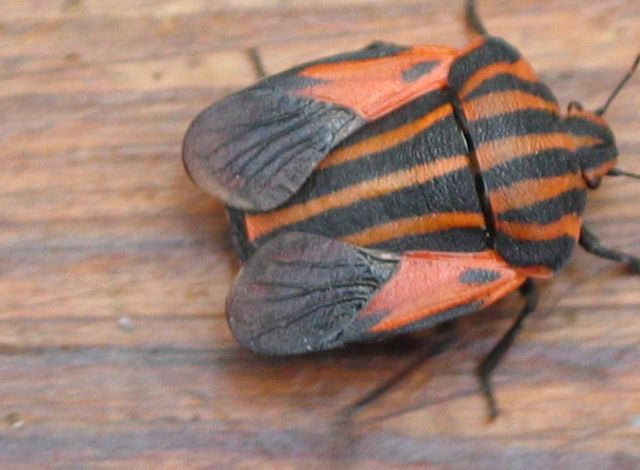 Randigt stinkfly, Strimlus Graphosoma lineatum  1.jpg