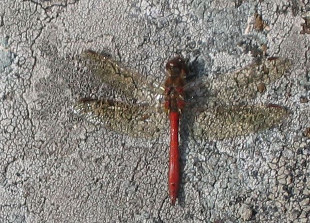Blodröd ängstrollslända Sympetrum sanguineum.jpg
