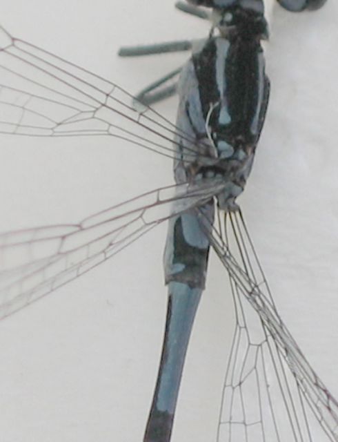 Ljus lyrflickslända Coenagrion puella 4.jpg