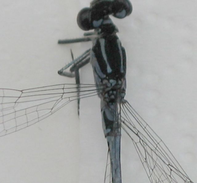 Ljus lyrflickslända Coenagrion puella 2.jpg