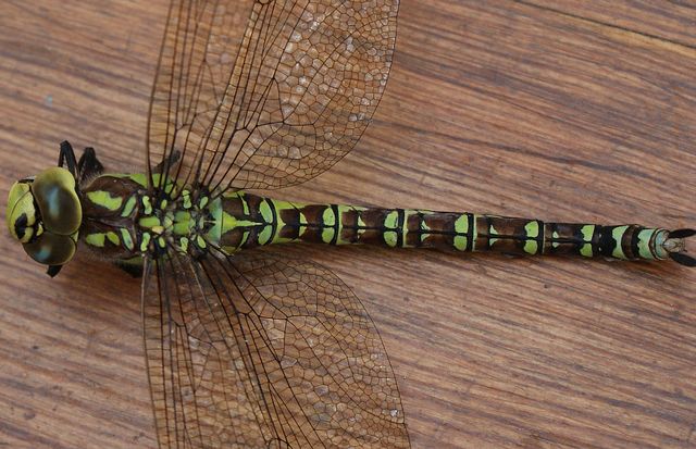 Aeshna cyanea Blågrön mosaikslända hona 1.jpg