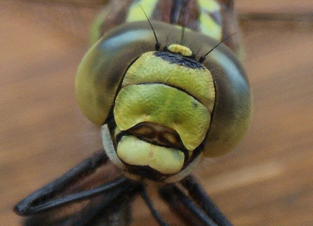 Aeshna cyanea Blågrön mosaikslända hona ansikte.jpg
