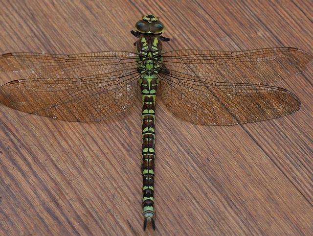 Aeshna cyanea Blågrön mosaikslända hona 2.jpg