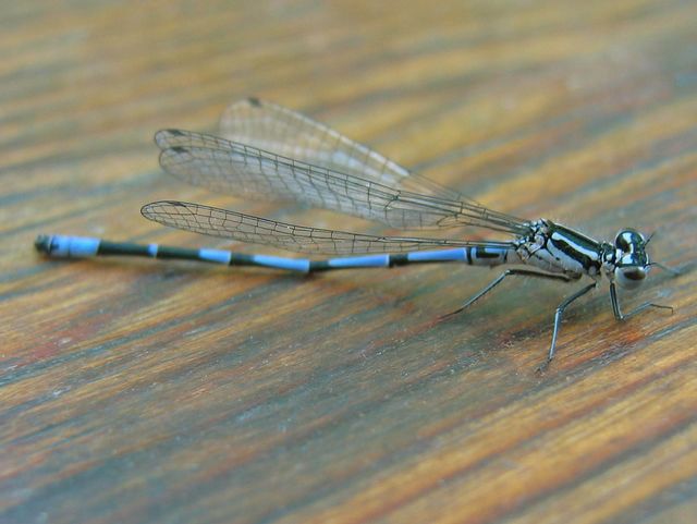 Coenagrion pulchellum Mörk lyrflickslända 5.jpg
