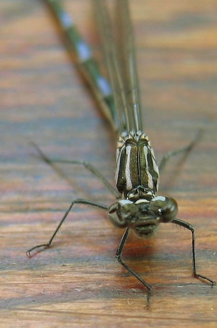 Coenagrion pulchellum Mörk lyrflickslända 3.jpg