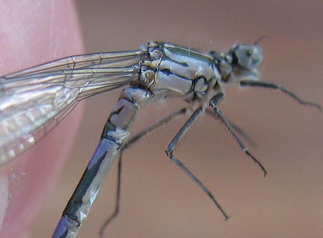 Coenagrion pulchellum Mörk lyrflickslända 4.jpg