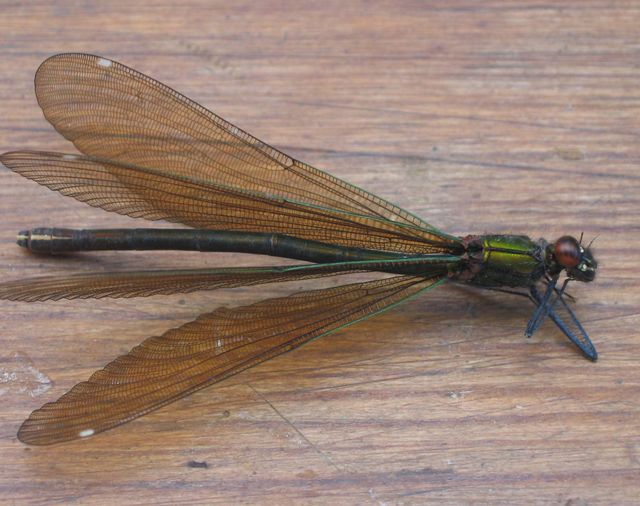 Calopteryx virgo Blå jungfruslända HONA 2.jpg