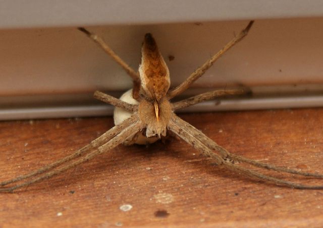 Rovspindel Pisaura mirabilis  med äggkula 1.jpg