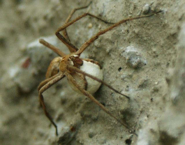 Rovspindel Pisaura mirabilis  med äggkula 3.jpg