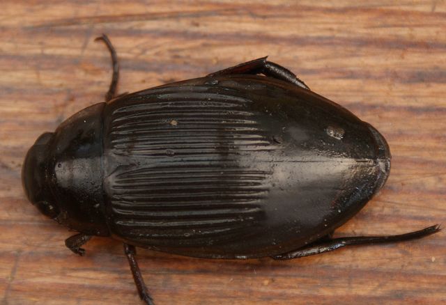 Dytiscus marginalis.Gulbrämad dykarbagge 4.jpg