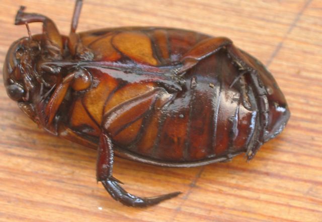 Dytiscus marginalis.Gulbrämad dykarbagge undersida.jpg