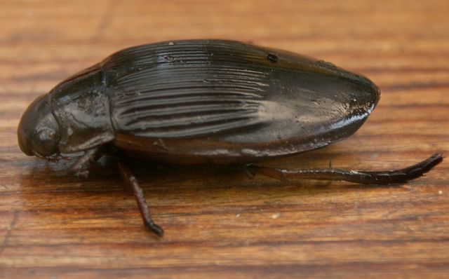 Dytiscus marginalis.Gulbrämad dykarbagge 1.jpg