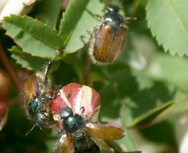Trädgårdsborre Phylloperta horticola 2.jpg