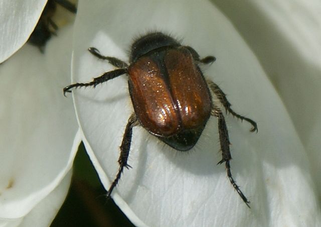Trädgårdsborre Phylloperta horticola5.jpg