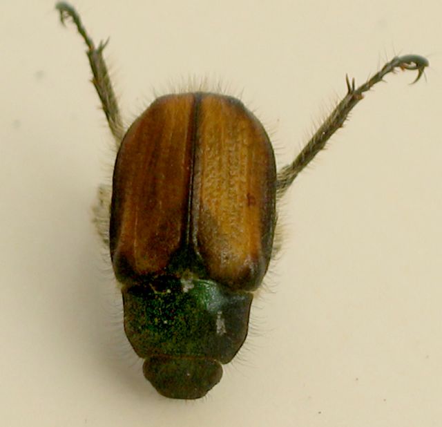 Trädgårdsborre Phylloperta horticola 1.jpg