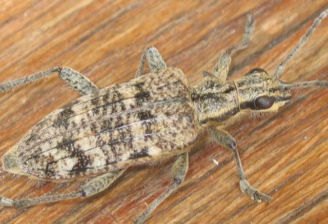 Rhagium inquistor Barrträdslöpare 2.jpg