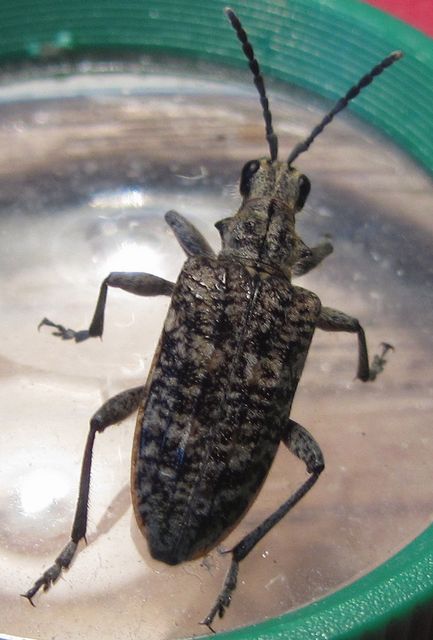 Barrträdslöpare Rhagium inquisitor.jpg