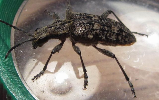 Barrträdslöpare Rhagium inquisitor  3 .jpg