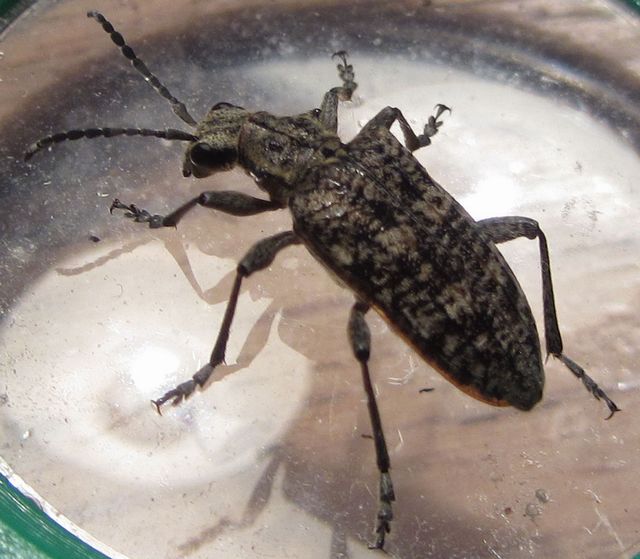 Barrträdslöpare Rhagium inquisitor  2 .jpg