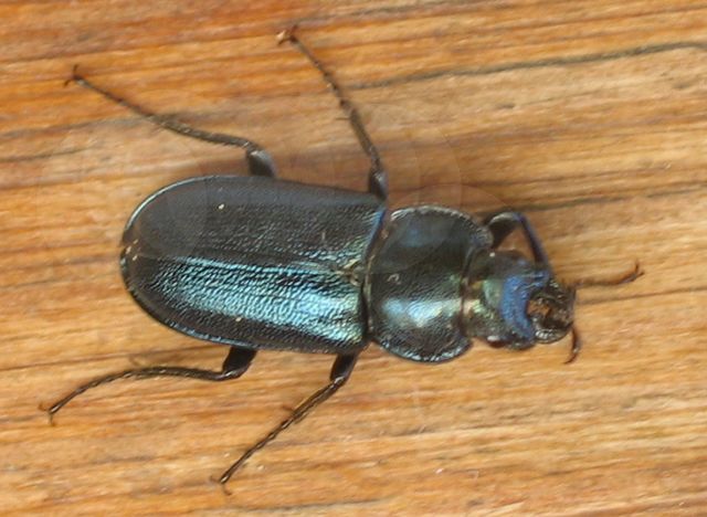 Dorcus paralellelopipedus Liten ekoxe 2.jpg