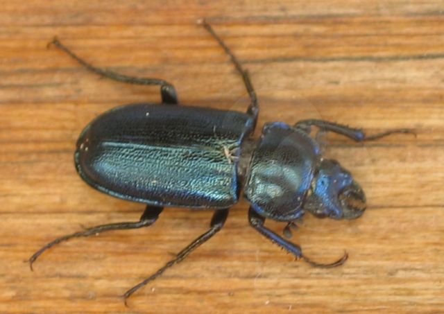 Dorcus paralellelopipedus Liten ekoxe.jpg