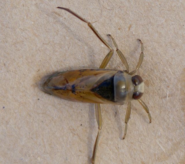 Corixdae sp. Buksimmare 2.jpg