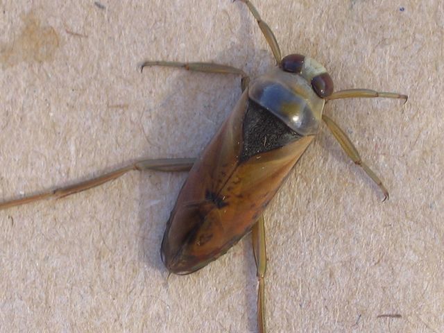 Corixdae sp. Buksimmare 4.jpg
