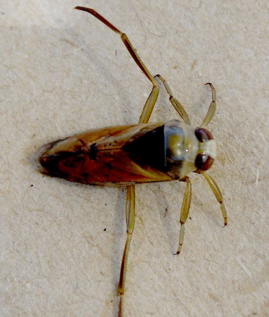Corixdae sp. Buksimmare 1.jpg