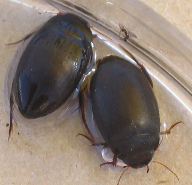 Hydrochara  caraboides Äkta vattenbagge, palpbagge 3.jpg