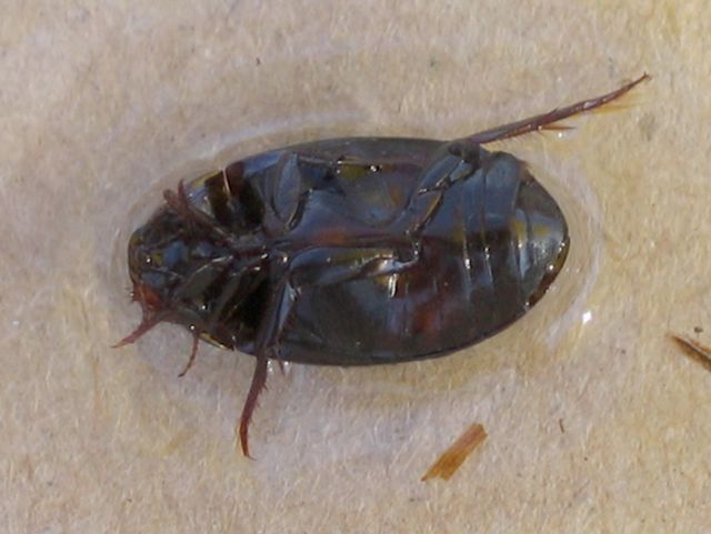 Hydrochara  caraboides Äkta vattenbagge, palpbagge 2.jpg
